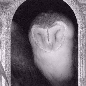 Mixed images of different animals at Mediterraneo Marine Park, Malta