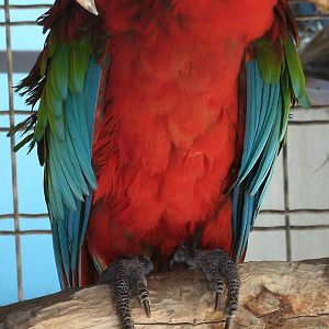 Mixed images of different animals at Mediterraneo Marine Park, Malta