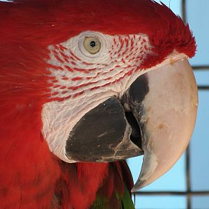 Mixed images of different animals at Mediterraneo Marine Park, Malta