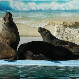Mixed images of different animals at Mediterraneo Marine Park, Malta