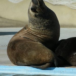 Mixed images of different animals at Mediterraneo Marine Park, Malta