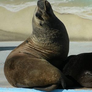Mixed images of different animals at Mediterraneo Marine Park, Malta