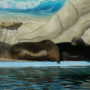 Mixed images of different animals at Mediterraneo Marine Park, Malta