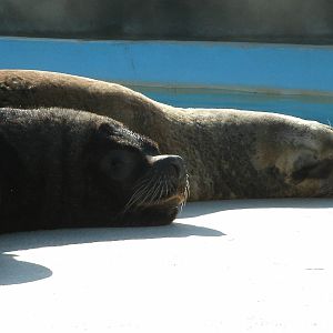 Mixed images of different animals at Mediterraneo Marine Park, Malta
