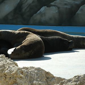 Mixed images of different animals at Mediterraneo Marine Park, Malta