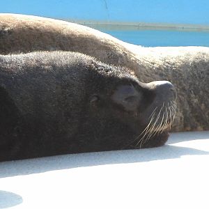 Mixed images of different animals at Mediterraneo Marine Park, Malta