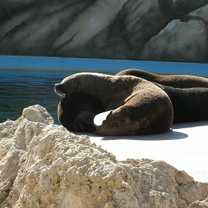 Mixed images of different animals at Mediterraneo Marine Park, Malta