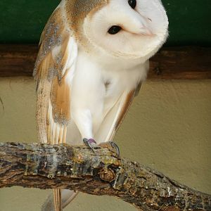 Mixed images of different animals at Mediterraneo Marine Park, Malta