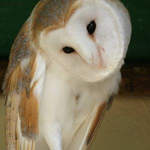 Mixed images of different animals at Mediterraneo Marine Park, Malta