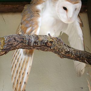 Mixed images of different animals at Mediterraneo Marine Park, Malta