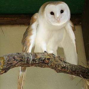 Mixed images of different animals at Mediterraneo Marine Park, Malta