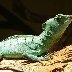 Mixed images of different animals at Mediterraneo Marine Park, Malta