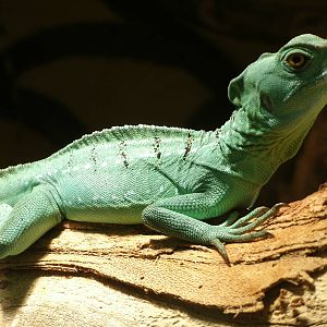Mixed images of different animals at Mediterraneo Marine Park, Malta