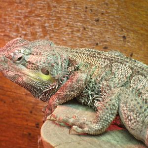 Mixed images of different animals at Mediterraneo Marine Park, Malta