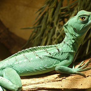 Mixed images of different animals at Mediterraneo Marine Park, Malta