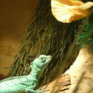 Mixed images of different animals at Mediterraneo Marine Park, Malta