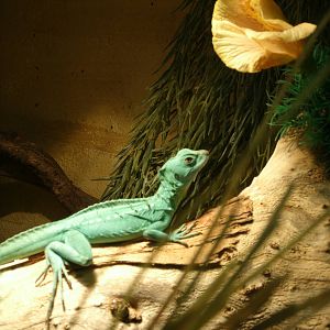 Mixed images of different animals at Mediterraneo Marine Park, Malta