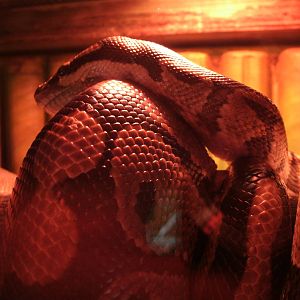 Mixed images of different animals at Mediterraneo Marine Park, Malta