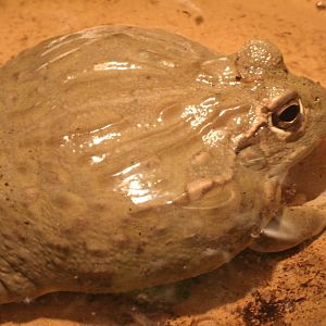 Mixed images of different animals at Mediterraneo Marine Park, Malta
