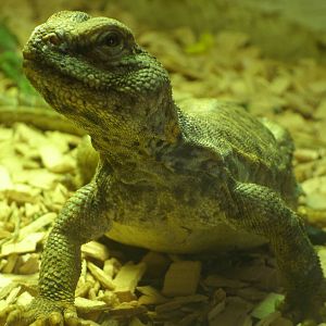 Mixed images of different animals at Mediterraneo Marine Park, Malta