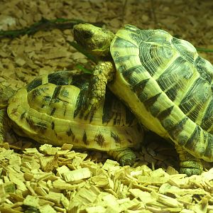 Mixed images of different animals at Mediterraneo Marine Park, Malta