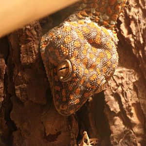 Mixed images of different animals at Mediterraneo Marine Park, Malta