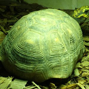 Mixed images of different animals at Mediterraneo Marine Park, Malta
