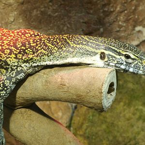 Mixed images of different animals at Mediterraneo Marine Park, Malta