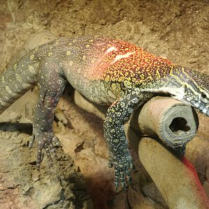 Mixed images of different animals at Mediterraneo Marine Park, Malta