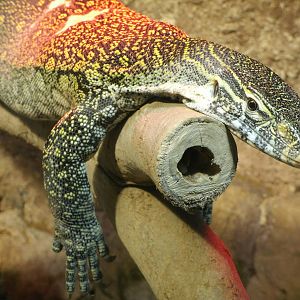 Mixed images of different animals at Mediterraneo Marine Park, Malta