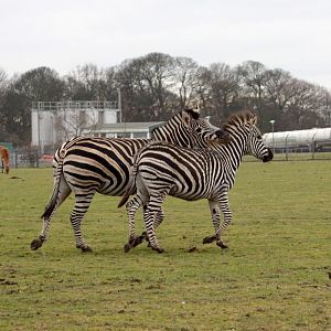 Zebra - father and son