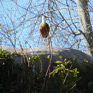 African Jacana