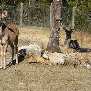 Can you spot the 3 Greater Kudu