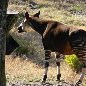 Okapi