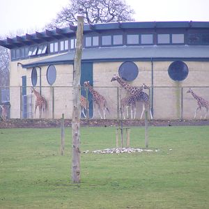 Giraffes at Marwell Wildlife, 23 January 2011