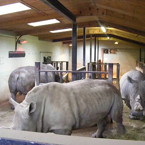 Southern white rhinos at Marwell Wildlife, 23 January 2011