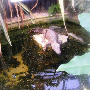 West African dwarf crocodile at Marwell Wildlife, 23 January 2011