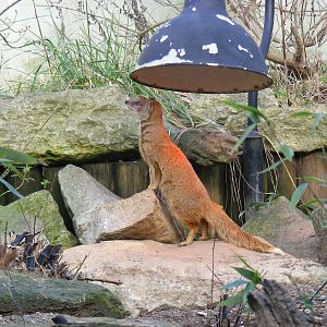Yellow mongoose at Marwell Wildlife, 23 January 2011