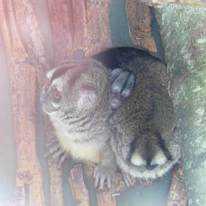 Douroucoulis with new baby in between at Marwell Wildlife, 23 January 2011