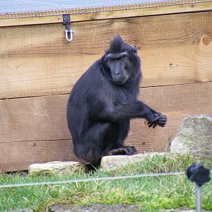 Sulawesi crested macaque at Marwell Wildlife, 23 January 2011
