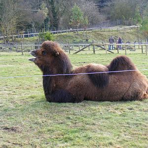 Wacker the Bactrian camel at Marwell Wildlife, 23 January 2011