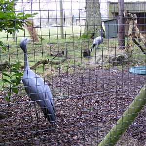 Stanley cranes at Marwell Wildlife, 23 January 2011