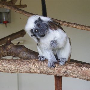 Inquisitive cotton-top tamarin at Marwell Wildlife, 23 January 2011