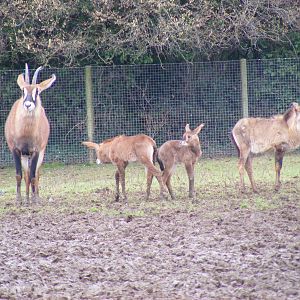 Roan antelopes at Marwell Wildlife, 23 January 2011