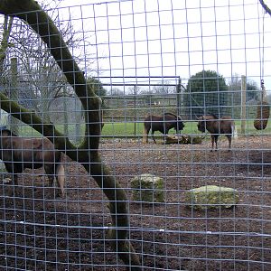 Black wildebeests (white-tailed gnus) at Marwell Wildlife, 23 January 2011