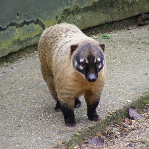 Ring-tailed coati at Marwell Wildlife, 23 January 2011