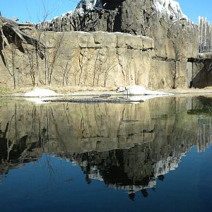American Alligator exhibit