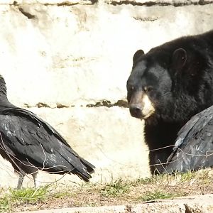 Wild Black Vulture and Black Bear