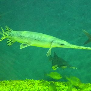 Gar and Paddlefish