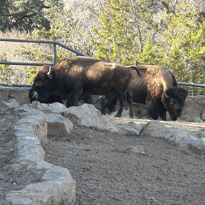 Bison